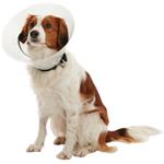 Buster Límec ochranný plastový Clic Collar 15cm
