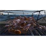 Fishing North Atlantic