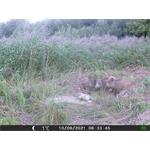 OXE Gepard II + 32GB SD karta zdarma