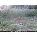 OXE Gepard II + 32GB SD karta zdarma