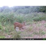 OXE Gepard II + 32GB SD karta zdarma