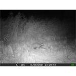 OXE Gepard II + 32GB SD karta zdarma