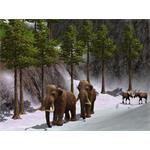 Park WildLife 2