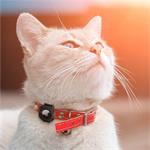 Spigen Pet Collar, čierny - AirTag