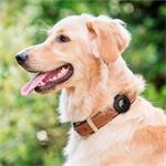 Spigen Pet Collar, čierny - AirTag