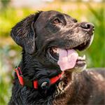 Spigen Pet Collar, čierny - AirTag