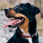 Spigen Pet Collar, čierny - AirTag