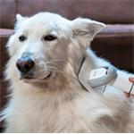 TESLA PetCare Station Pro TQ500