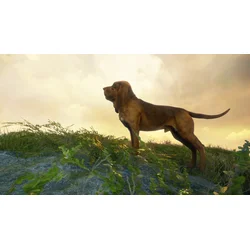 theHunter Call of the Wild Bloodhound