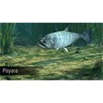 Ultimate Fishing Simulator Amazon River