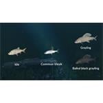 Ultimate Fishing Simulator New Fish Species