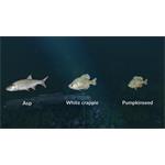 Ultimate Fishing Simulator New Fish Species
